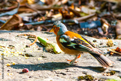 2022 07 22 pinson des arbres Fringilla coelebs jardin botanique de Lausanne