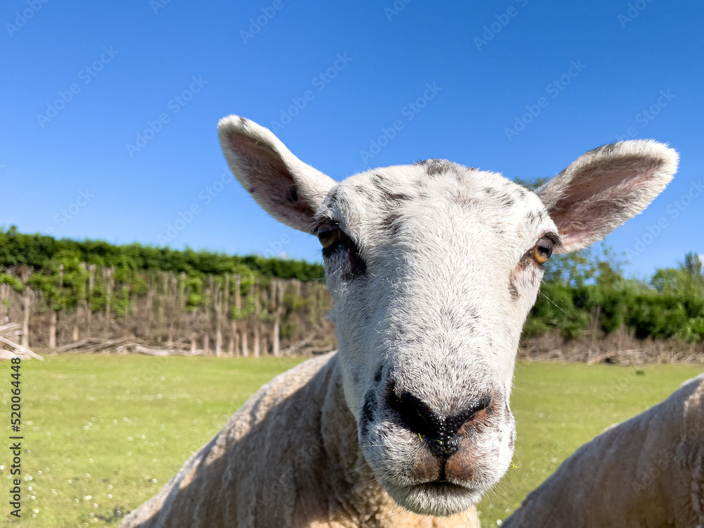 Curious sheep smelling the camera