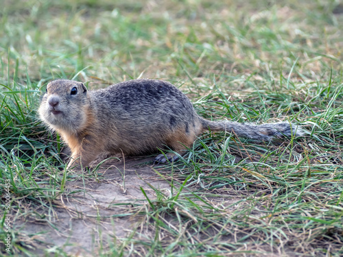 Wallpaper Mural The ground squirrel in a grassy clearing froze motionless near its hole and looked at the camera. Photo in full growth. Torontodigital.ca