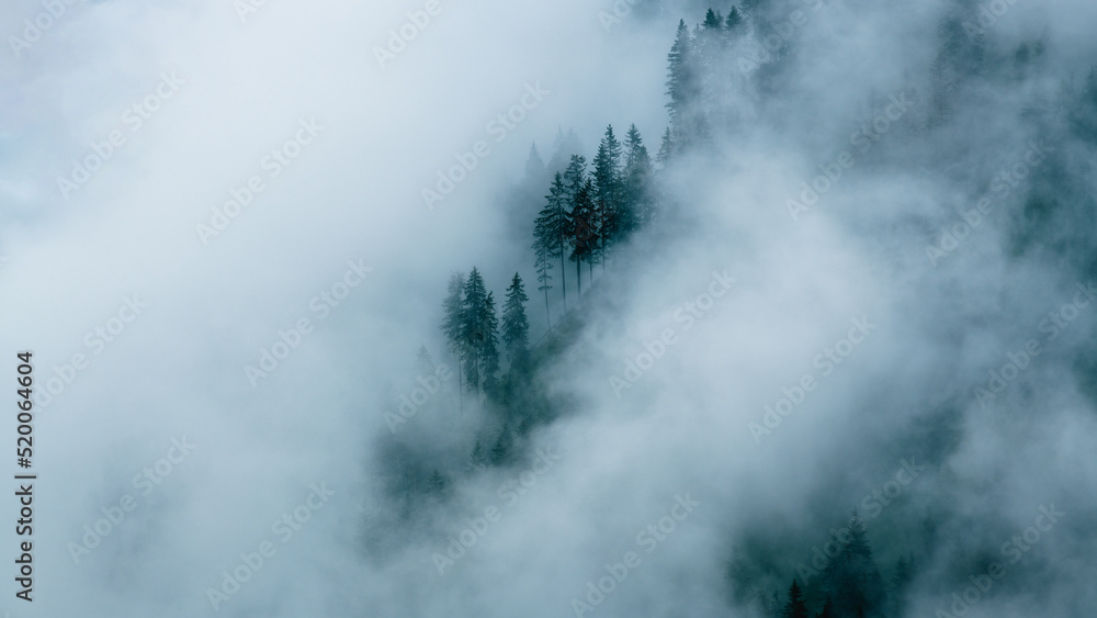 Misty foggy mountain landscape with fir forest and copyspace in moody style