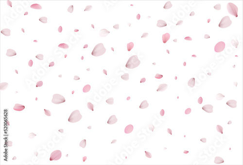 Cherry petals backdrop. Sakura petals background.