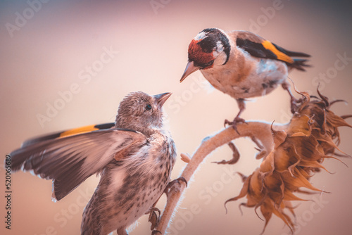 Картината върху платно An European goldfinch feeding its fledgling
