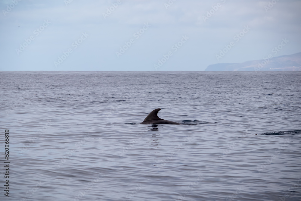 Scenic view on dorsal fin of bottlenose dolphin sticking out of water near cliff Los Gigantes, Santiago del Teide, west coast Tenerife, Canary Islands, Spain, Europe. Mammal swimming in Atlantic Ocean Scenic view on dorsal fin of bottlenose dolphin sticking out of water near cliff Los Gigantes, Santiago del Teide, west coast Tenerife, Canary Islands, Spain, Europe. Mammal swimming in Atlantic Ocean