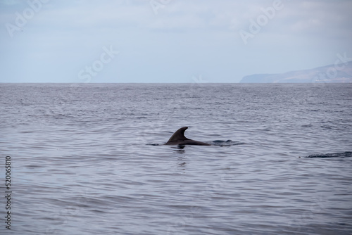Scenic view on dorsal fin of bottlenose dolphin sticking out of water near cliff Los Gigantes, Santiago del Teide, west coast Tenerife, Canary Islands, Spain, Europe. Mammal swimming in Atlantic Ocean © Chris