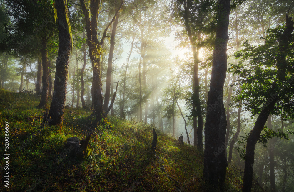 Amanecer en el bosque Amanecer en el bosque
