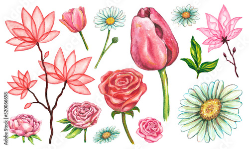 Set of watercolor floral illustrations. Collection of individual plant elements - for bouquets, cards, posters, wreaths, wedding invitations, birthdays, congratulations, post and banner decoration © Mariia
