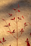 Nandina domestica, commonly known as sacred bamboo, on a beige background in sunset light. Close-up.