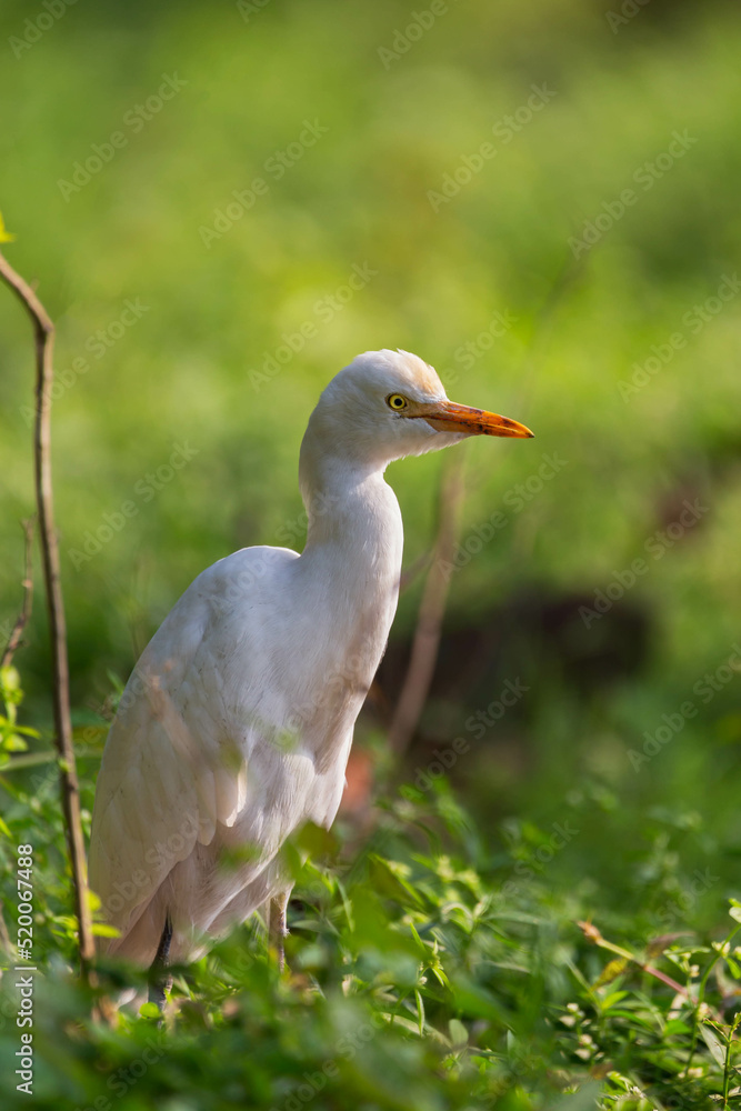 A Cattle Egret fishes patiently by a pond in Kolkata, India A Cattle Egret fishes patiently by a pond in Kolkata, India
