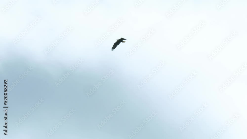Bald Eagle in Flight Bald Eagle in Flight
