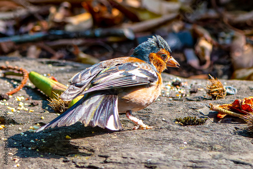 Chaffinch - Cyanistes caeruleus on the ground