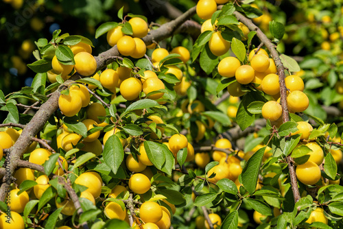 Принти на полотні ripe mirabelle plums on tree