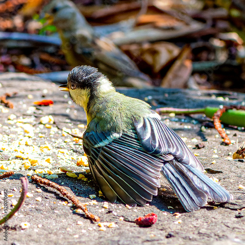 Great tit - Parus major on the ground 2.jpg