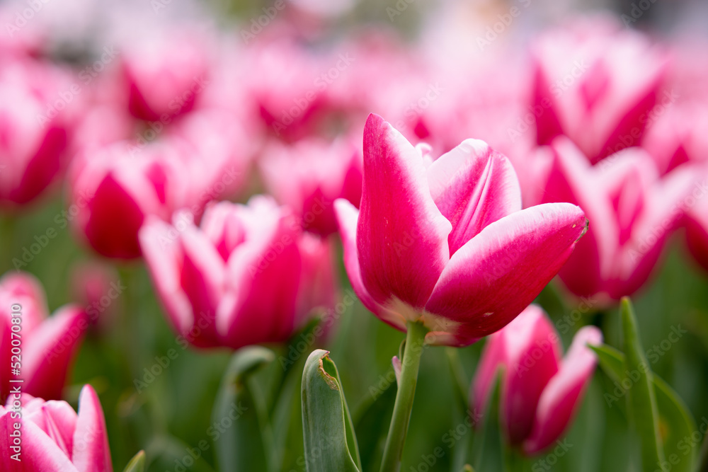 Pink tulip wallpaper or canvas print photo. Spring blossom concept. Pink tulip wallpaper or canvas print photo. Spring blossom concept.