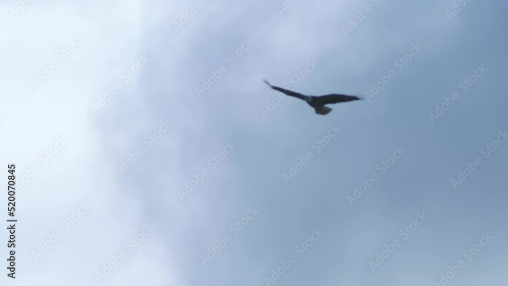 Bald Eagle in Flight Bald Eagle in Flight