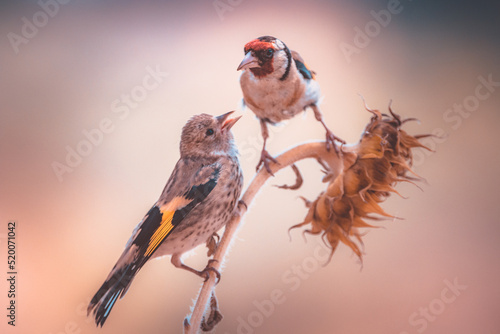 Fototapete An European goldfinch feeding its fledgling