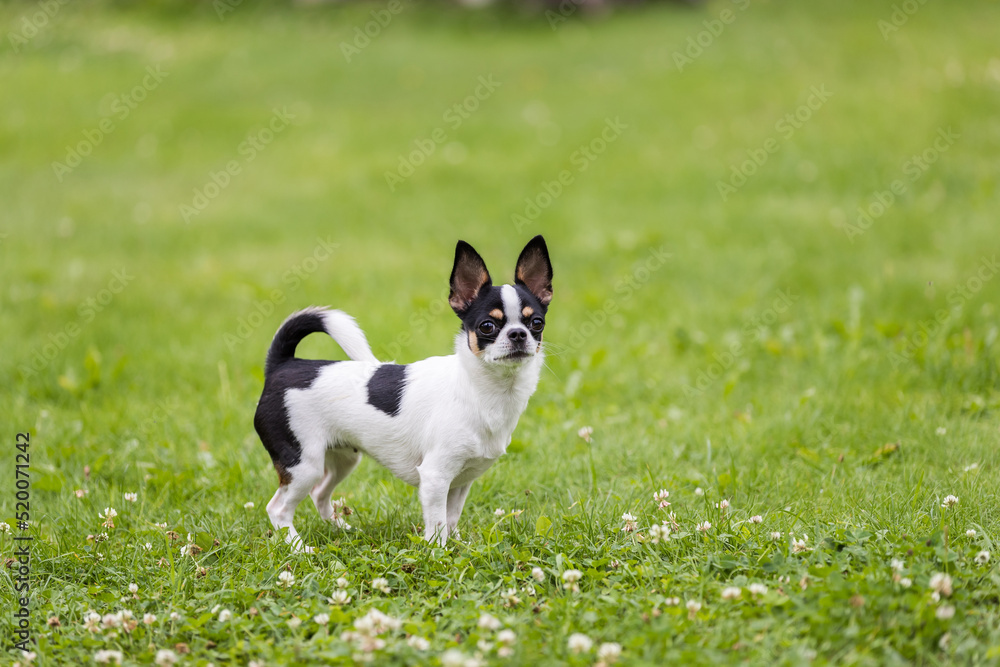 Chihuahua dog stands on a green lawn