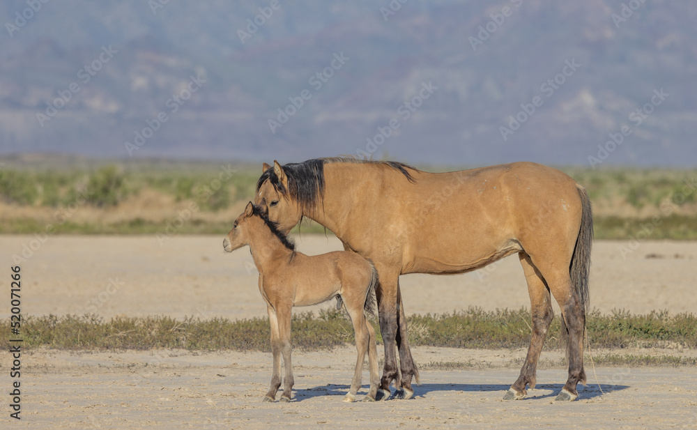 Wild Horse Mare and Foal in the Utah Desert in Spring Wild Horse Mare and Foal in the Utah Desert in Spring
