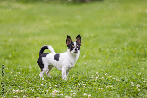 Chihuahua dog stands on a green lawn © SFotoz
