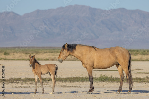 Wild Horse Mare and Foal in the Utah Desert in Spring