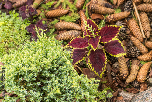Coleus plant on the background of spruce cones and green plants