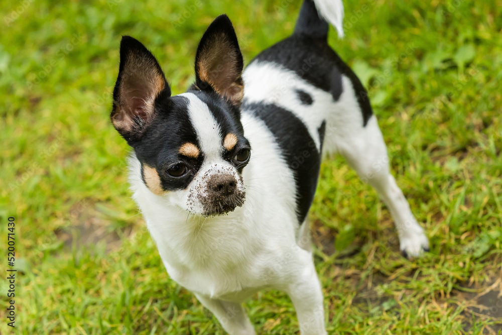 Chihuahua dog with stained nose