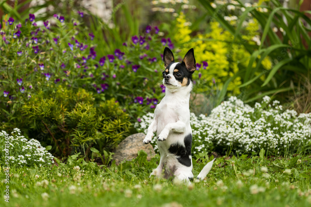 Chihuahua dog posing sitting on its hind legs on the lawn Chihuahua dog posing sitting on its hind legs on the lawn