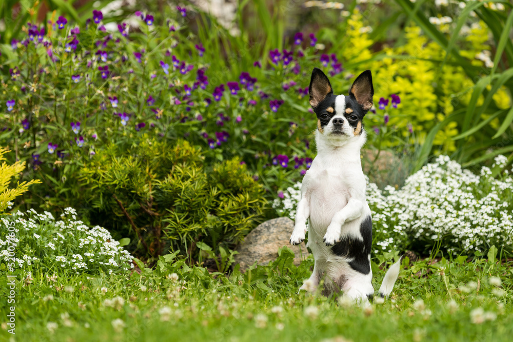 Chihuahua dog posing sitting on its hind legs on the lawn Chihuahua dog posing sitting on its hind legs on the lawn