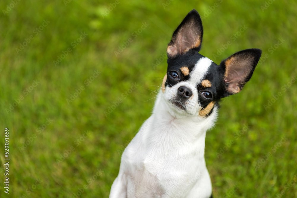 Portrait of a chihuahua dog black and white coloring Portrait of a chihuahua dog black and white coloring