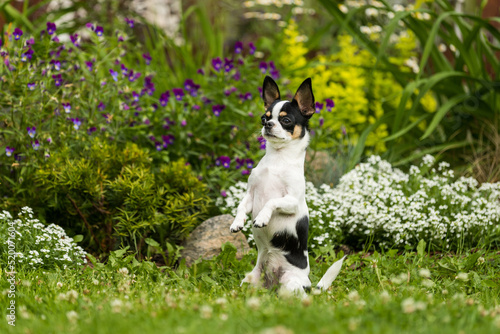 Canvas Print Chihuahua dog posing sitting on its hind legs on the lawn