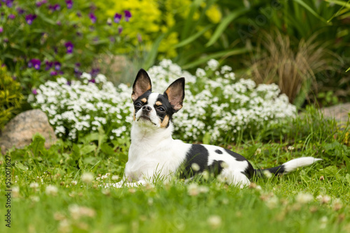Chihuahua dog lying and posing on the grass with narrowed eyes