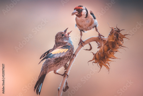 Fototapete An European goldfinch feeding its fledgling