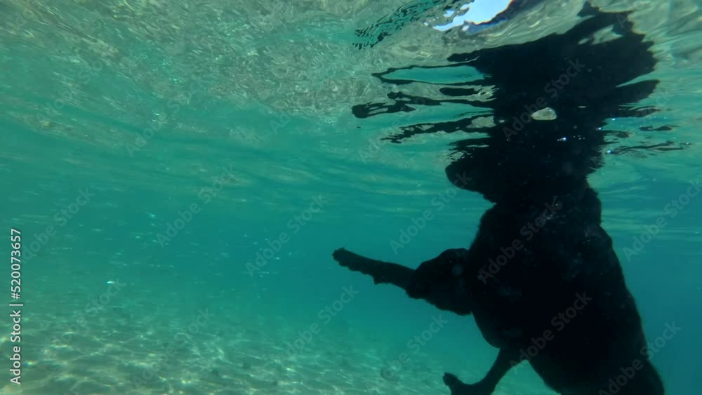 Slow motion, Black dog swim on surface of water in sunlight. Close-up, Underwater shot. Red sea, Dahab, Egypt Slow motion, Black dog swim on surface of water in sunlight. Close-up, Underwater shot. Red sea, Dahab, Egypt