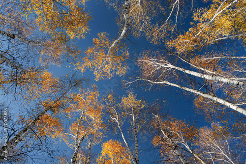 Autumn in the woods