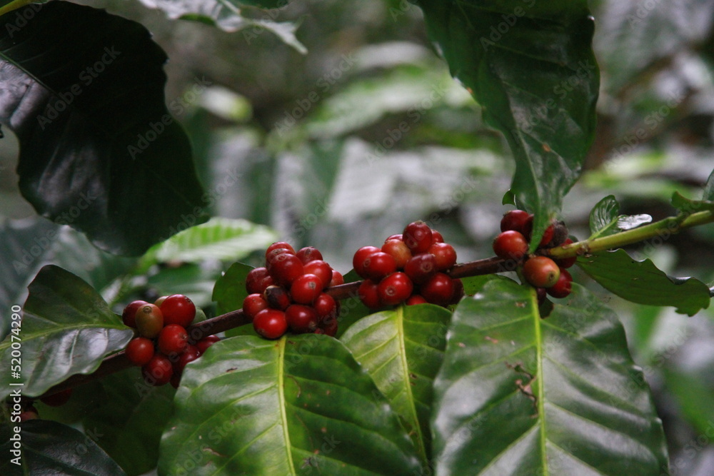 coffee cherry on a branch coffee cherry on a branch