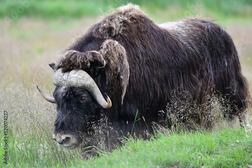 Alaska's muskox (Ovibos moschatus) is a stocky, long-haired animal with a slight shoulder hump and a very short tail. photo