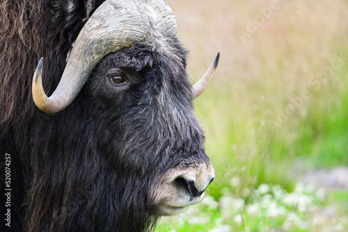 Alaska's muskox (Ovibos moschatus) is a stocky, long-haired animal with a slight shoulder hump and a very short tail.