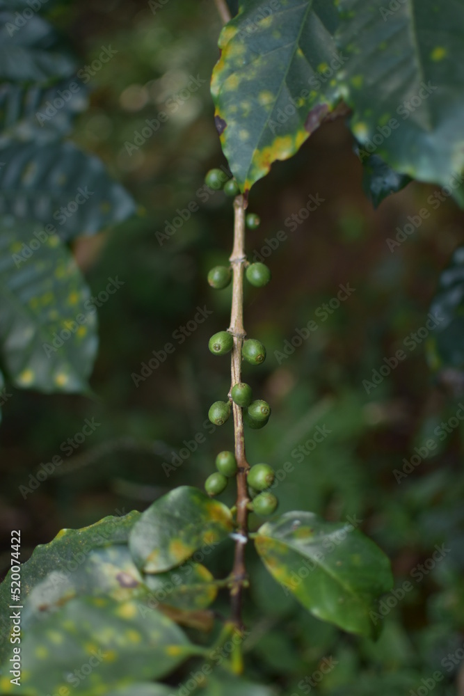 Naklejka premium coffee cherry on a branch