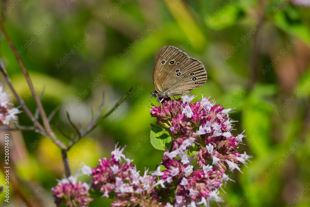Obraz premium Ringlet (Aphantopus hyperantus) butterfly sitting on a pink flower in Zurich, Switzerland