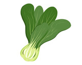 Pak choi cabbage isolated on white background. Vector illustration