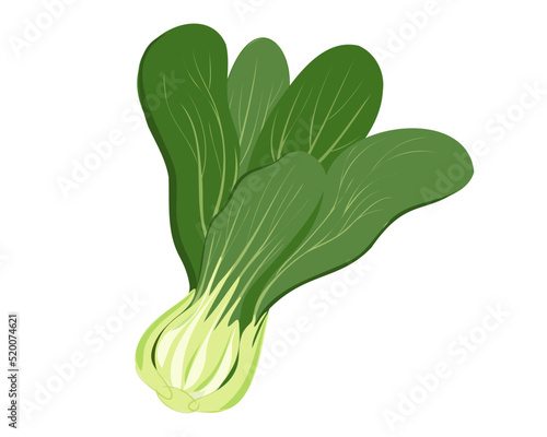 Pak choi cabbage isolated on white background. Vector illustration