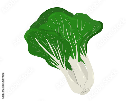 Chinese pak choi cabbage isolated on white background. Vector illustration