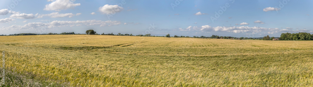 large rye field near Roskilde, Sjaellands, Denmark