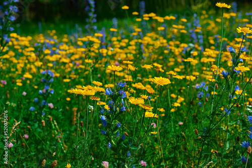 Yellow flowers in the field