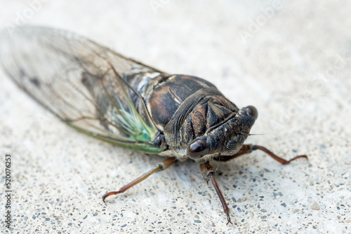 Annual Swamp or Morning Cicada Close Up