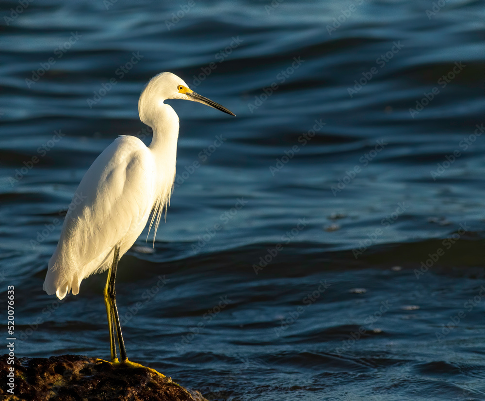 Obraz premium A snowy egret hunts the shoreline of the ocean for small baitfish in Key West during the evening golden hour. 
