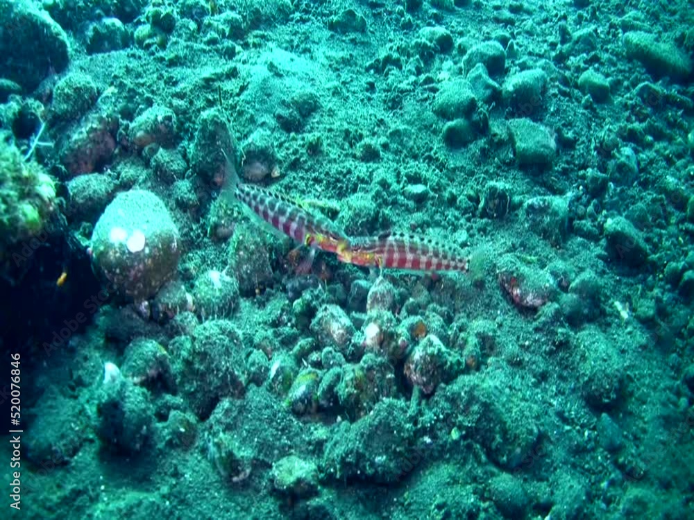 Spotted sandperch (Parapercis millepunctata) bitting each other Spotted sandperch (Parapercis millepunctata) bitting each other
