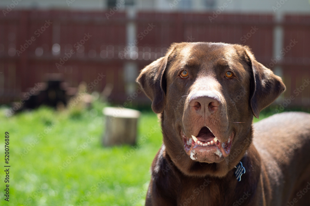 dog portrait