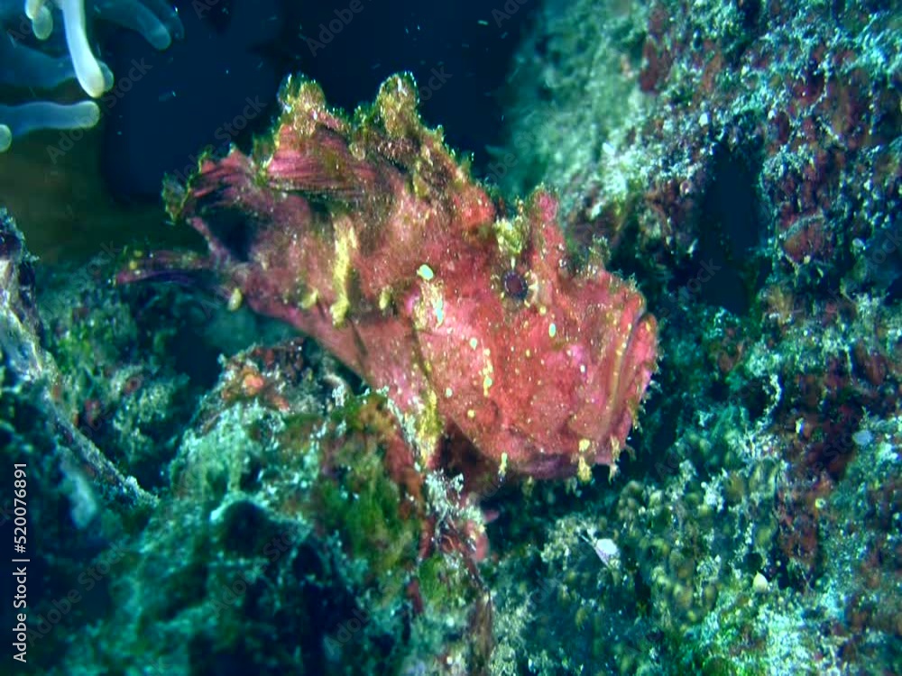 Leaf scorpionfish (Taenianotus triacanthus) pink Leaf scorpionfish (Taenianotus triacanthus) pink