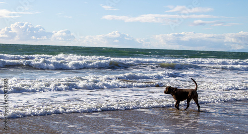 dog walking in the ocean © Kyle