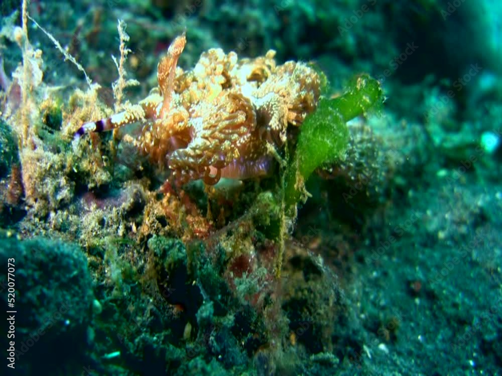 Gigantic sea slug or nudibranch Pteraeolidia ianthina Gigantic sea slug or nudibranch Pteraeolidia ianthina